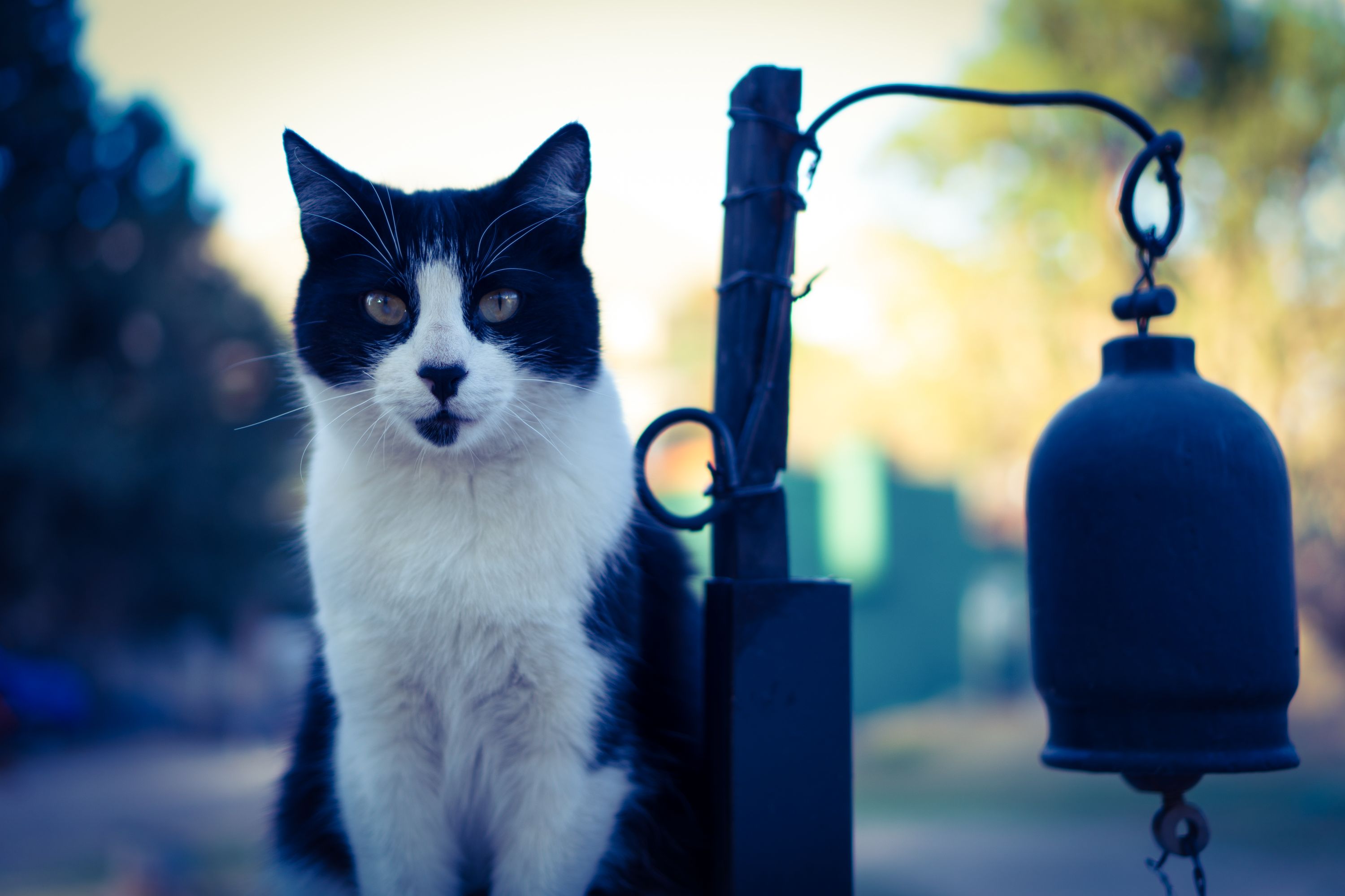 Gato negro y blanco